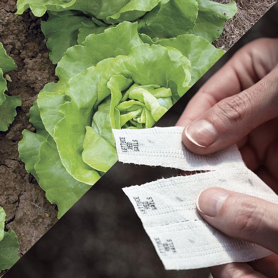 Park Seed Sow Effortless Collection Seed Tape – Sylvestra Lettuce, 15 Feet – Easy DIY Planting, Crisp & Flavorful Butterhead Variety, Disease Resistant and Bolt Tolerant, Ready in 52 Days, No Thinning - color: Sylvestra Lettuce