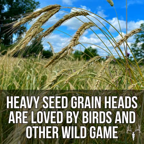 Crooked Bend Last Resort Blend, 50LB Bulk, Winter Food Plot Seed for Deer, Cereal Grain Rye, Wheat, Barley, Triticale & Oat Seeds Grow Whitetail & Turkey Attractants & Cold Hardy Hunting Food Plots - size: 25 Pound (Pack of 2)