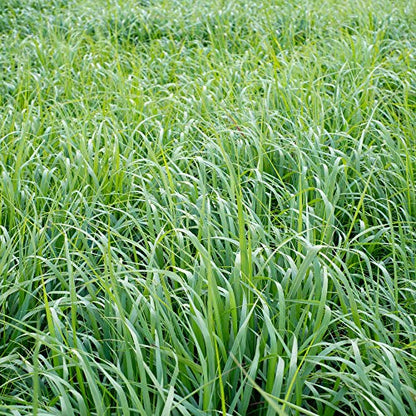 Outsidepride Switchgrass Seed - 10 lbs. Perennial Hardy, Drought & Flood Tolerant Native Grass Seed Ideal Fast-Growing Grasses for Erosion Control, Wildlife Forage & Food Plots, Thrives in Poor Soil - size: 10 lb.