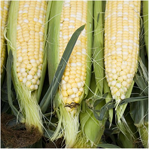 Seed Needs Peaches and Cream Corn Seeds 230 Seeds 1.5 Ounce Bulk Pack