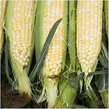 Seed Needs Peaches and Cream Corn Seeds 230 Seeds 1.5 Ounce Bulk Pack