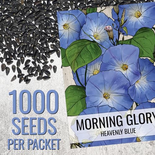 Seed Needs Morning Glory Seeds Heavenly Blue 1,000 Heirloom Seeds Bulk Pack