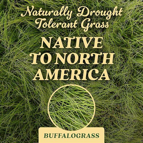 O.M. Scott & Sons Buffalograss Seed, 0.7 lb. - color: Buffalograss, size: 1 Pack