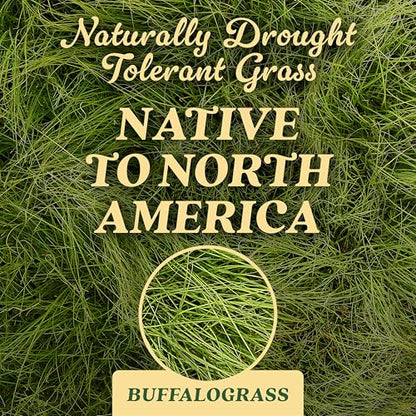 O.M. Scott & Sons Buffalograss Seed, 0.7 lb. - color: Buffalograss, size: 1 Pack