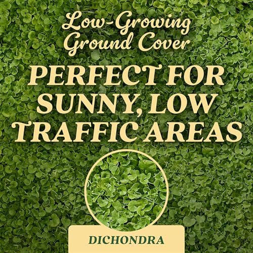 O.M. Scott & Sons Dichondra Seed, 1.5 lbs. - color: Dichondra, size: 1 Pack