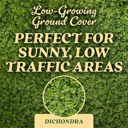O.M. Scott & Sons Dichondra Seed, 1.5 lbs. - color: Dichondra, size: 1 Pack