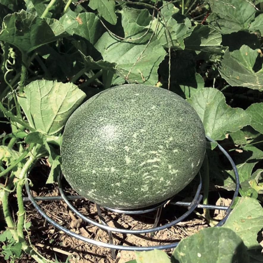 Park Seed Galvanized Steel Melon Cradle for Growing Your Own Fruits and Vegetables (5 Pack)