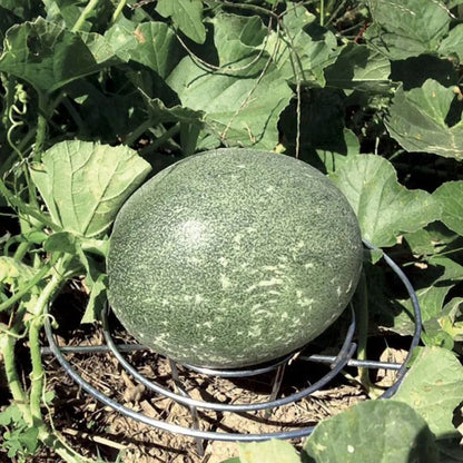 Park Seed Galvanized Steel Melon Cradle for Growing Your Own Fruits and Vegetables (5 Pack)