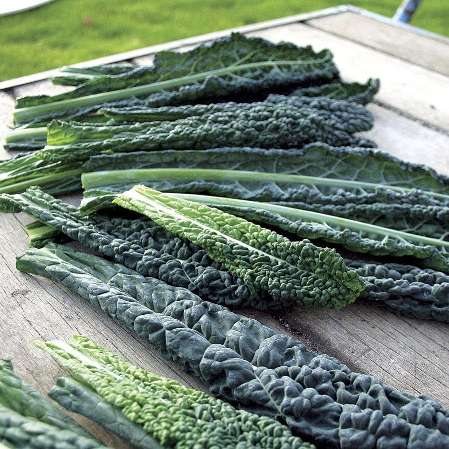 Park Seed Sow Effortless Collection Seed Tape – Black Magic Kale, 15 Feet – Easy DIY Planting, Gourmet Dinosaur Kale for Baby Greens or Mature Leaves, Nutrient-Rich, Cold Hardy, Ready in 80–95 Days - color: Black Magic Kale